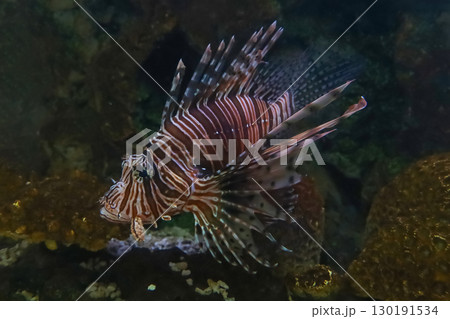 The red lion fish in water 130191534