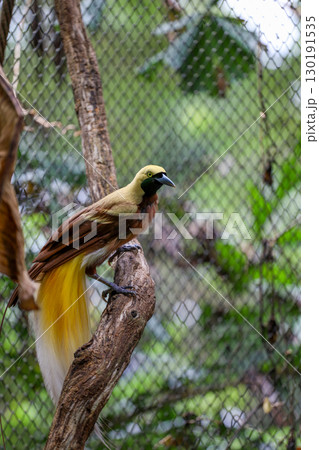 The lesser bird of paradise in nature 130191535