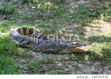 The thai crocodile rest on the garden The thai crocodile rest on the garden 130191538