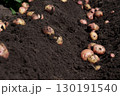 Freshly harvested potatoes in black soil. 130191540