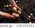 Hands in orange gloves picking potatoes from fertile soil. 130191541