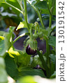 Young eggplant on a bush - organic harvest in the garden. 130191542