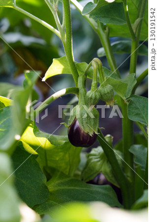 Young eggplant on a bush - organic harvest in the garden. 130191542