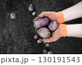 Hands in orange gloves picking purple potatoes from fertile soil. 130191543