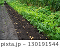 Fresh potato harvest in the field. 130191544