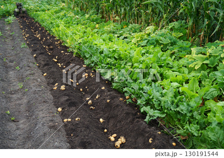 Fresh potato harvest in the field. Fresh potato harvest in the field. 130191544