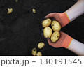 Hands in orange gloves picking yellow potatoes from fertile soil. 130191545
