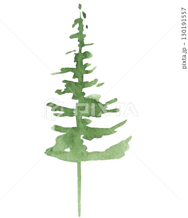 Hand drawn watercolor green spruce or pine tree, isolated illustration for winter wedding 130191557