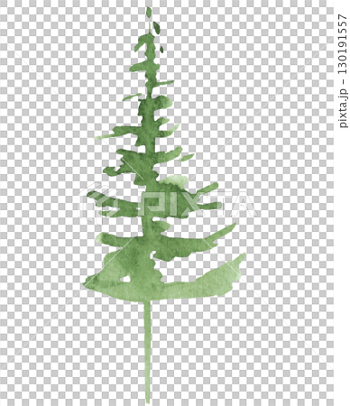 Hand drawn watercolor green spruce or pine tree, isolated illustration for winter wedding 130191557