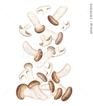 Falling edible king oyster mushrooms in pile watercolor illustration on isolated background. Hand painted trumpet fungi, brown beech mushroom levitation. For East Asian recipes, menu, poster, cards. Falling edible king oyster mushrooms in pile watercolor illustration on isolated background. Hand painted trumpet fungi, brown beech mushroom levitation. For East Asian recipes, menu, poster, cards. 130191658
