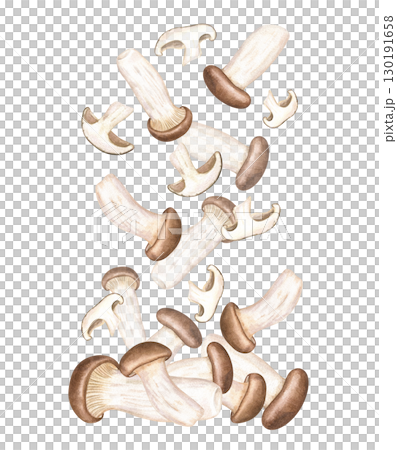 Falling edible king oyster mushrooms in pile watercolor illustration on isolated background. Hand painted trumpet fungi, brown beech mushroom levitation. For East Asian recipes, menu, poster, cards. Falling edible king oyster mushrooms in pile watercolor illustration on isolated background. Hand painted trumpet fungi, brown beech mushroom levitation. For East Asian recipes, menu, poster, cards. 130191658