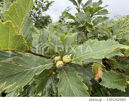 ミヤマナラ_谷川岳天神平 130192060
