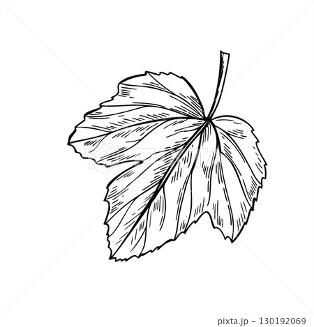 Monochrome single leaf plant vector isolated illustration. Hand drawn black and white viburnum or gooseberry. Floral decorative element for summer harvest design, herbal tea packaging, organic decor 130192069