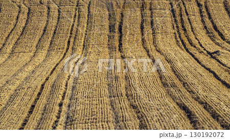 Patterned Agricultural Field Highlighting Harvested Crops With Linear Furrows Patterned Agricultural Field Highlighting Harvested Crops With Linear Furrows 130192072