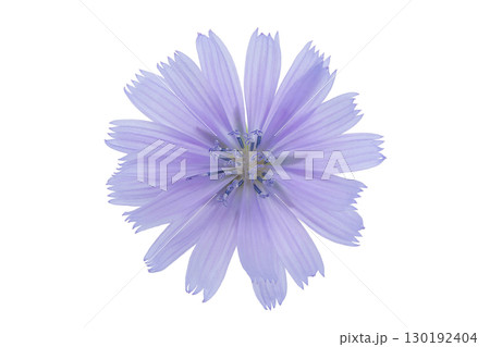 chicory flower isolated on white background 130192404