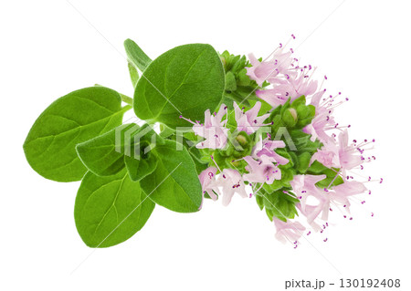 blooming oregano isolated on white background 130192408