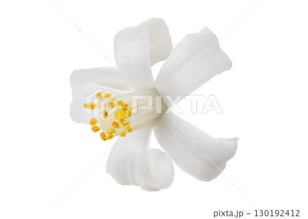 citrus flower isolated on white background citrus flower isolated on white background 130192412