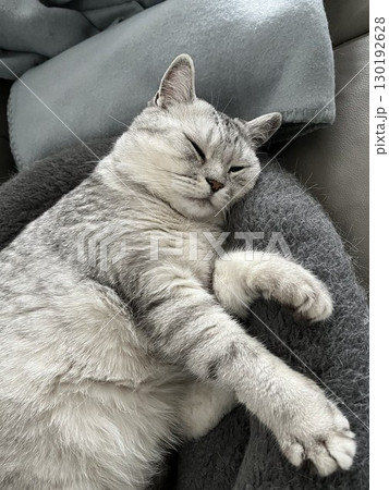 Adorable Scottish Straight cat sleeping on a cozy grey blanket. Peaceful indoor pet resting. Concept of comfort, relaxation and domestic calmness. Adorable Scottish Straight cat sleeping on a cozy grey blanket. Peaceful indoor pet resting. Concept of comfort, relaxation and domestic calmness. 130192628