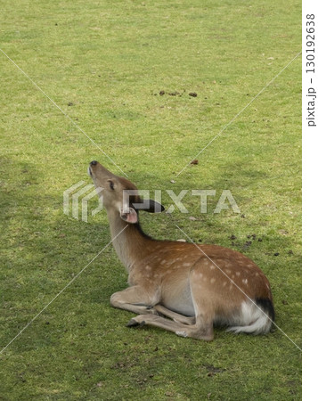 Young deer resting on green grass in daylight, looking up peacefully. Concept of peaceful wildlife, nature connection, calm behavior, eco awareness and gentle presence in the natural world. 130192638