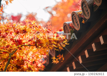 Orange maple leaf by roof of Eikan-do temple at autumn, Kyoto 130192811