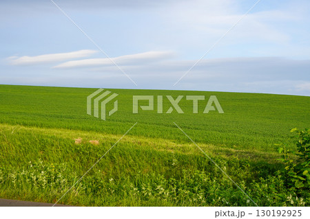 とても広い小麦畑(石狩市厚田区嶺泊駐車公園付近) とても広い小麦畑(石狩市厚田区嶺泊駐車公園付近) 130192925