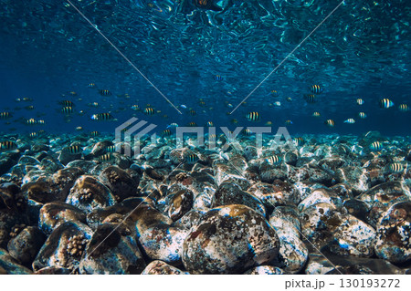 Tropical fish swimming above rocky seabed in crystal clear blue ocean underwater scene 130193272