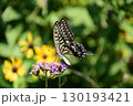 吸蜜中のアゲハチョウ（ナミアゲハ） 130193421