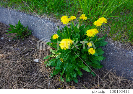 咲き誇るたんぽぽの花 咲き誇るたんぽぽの花 130193432