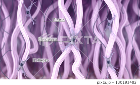 Anatomical structure of the skin extracellular matrix: fibroblasts, collagen, and elastin fibers. 3D rendered illustration Anatomical structure of the skin extracellular matrix: fibroblasts, collagen, and elastin fibers. 3D rendered illustration 130193482