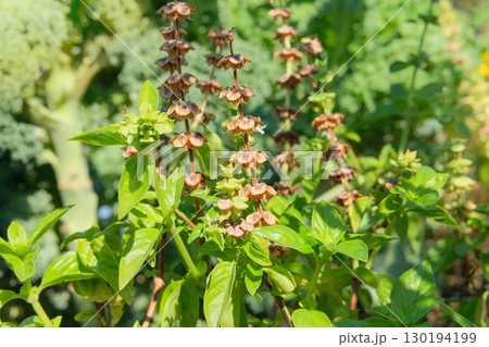 Dry seeds on a basil bush is growing in cottage garden. Aromatic green basil growing. Herbaceous plant. Sunny day. Dry seeds on a basil bush is growing in cottage garden. Aromatic green basil growing. Herbaceous plant. Sunny day. 130194199
