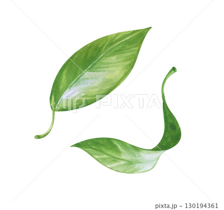 Two hand-drawn green leaves. Watercolor illustration isolated on a white background. Clipart. Two hand-drawn green leaves. Watercolor illustration isolated on a white background. Clipart. 130194361