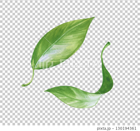 Two hand-drawn green leaves. Watercolor illustration isolated on a white background. Clipart. Two hand-drawn green leaves. Watercolor illustration isolated on a white background. Clipart. 130194361