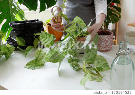 Woman performing gentle indoor plant care. Plant rehabilitation 130194523