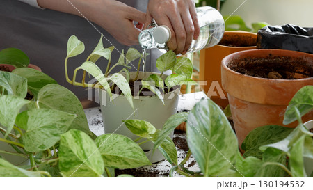 Plant rehabilitation. Woman caring for houseplants and watering freshly repotted plant 130194532
