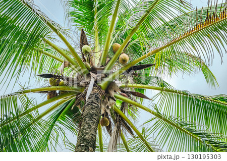 coconut palms, view from below on branches 130195303