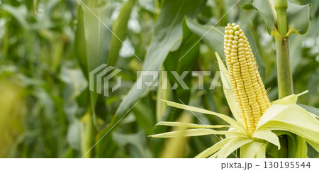 Ripe Corn on the Stalk in a Field Ripe Corn on the Stalk in a Field 130195544