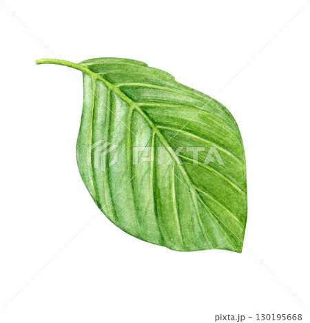 Watercolor leaf. Green hydrangea leaf hand painted on a white background. Good for postcards, invitations, greeting cards, textiles. 130195668