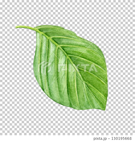 Watercolor leaf. Green hydrangea leaf hand painted on a white background. Good for postcards, invitations, greeting cards, textiles. 130195668