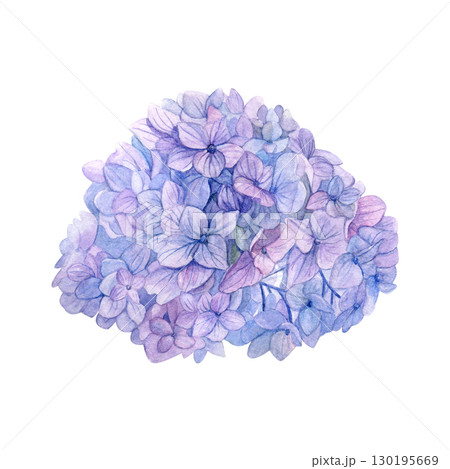 Watercolor of purple hydrangea. Hand-painted head flower on a white background. Good for postcards, invitations, greeting cards. 130195669