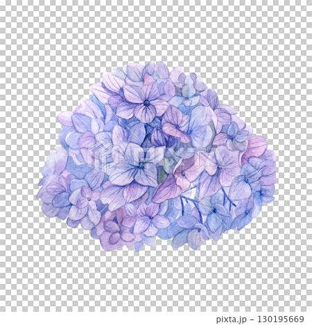 Watercolor of purple hydrangea. Hand-painted head flower on a white background. Good for postcards, invitations, greeting cards. 130195669