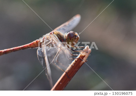 Close-up of dragonfly resting on a twig in nature. High quality photo Close-up of dragonfly resting on a twig in nature. High quality photo 130196075