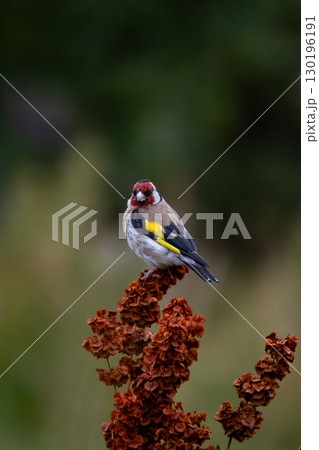 beautiful little bird goldfinch 130196191