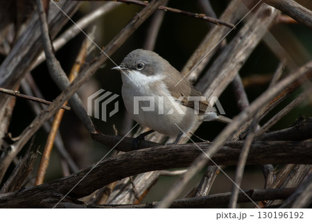 Wild lesser whitethroat or Sylvia curruca 130196192