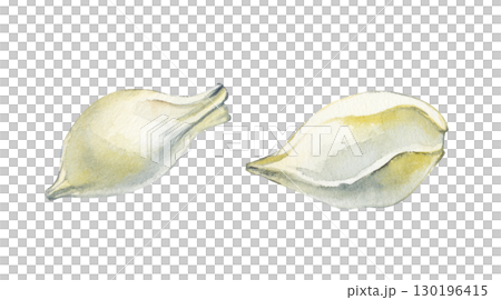 Two hand-drawn orange seeds. The watercolor illustration is isolated on a white background. Clipart Two hand-drawn orange seeds. The watercolor illustration is isolated on a white background. Clipart 130196415