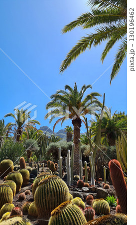 Cacti thrive in the Canary Islands arid volcanic landscapes under bright blue skies, perfectly adapted to the hot, dry climate 130196462