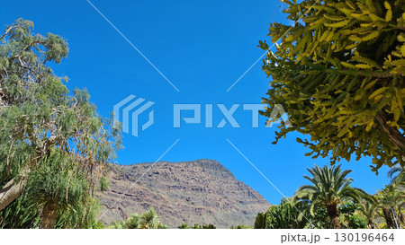 Cacti thrive in the Canary Islands arid volcanic landscapes under bright blue skies, perfectly adapted to the hot, dry climate Cacti thrive in the Canary Islands arid volcanic landscapes under bright blue skies, perfectly adapted to the hot, dry climate 130196464