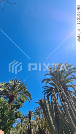 Cacti thrive in the Canary Islands arid volcanic landscapes under bright blue skies, perfectly adapted to the hot, dry climate 130196469