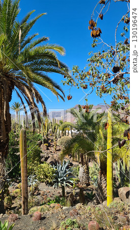 Cacti thrive in the Canary Islands arid volcanic landscapes under bright blue skies, perfectly adapted to the hot, dry climate Cacti thrive in the Canary Islands arid volcanic landscapes under bright blue skies, perfectly adapted to the hot, dry climate 130196474