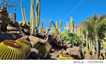 Cacti thrive in the Canary Islands arid volcanic landscapes under bright blue skies, perfectly adapted to the hot, dry climate Cacti thrive in the Canary Islands arid volcanic landscapes under bright blue skies, perfectly adapted to the hot, dry climate 130196480
