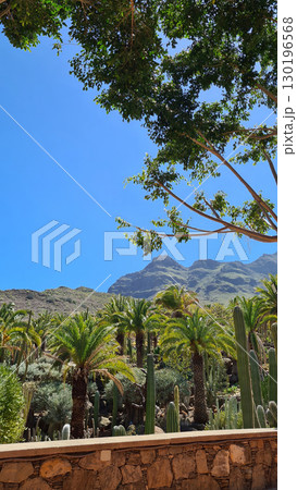 Cacti thrive in the Canary Islands arid volcanic landscapes under bright blue skies, perfectly adapted to the hot, dry climate Cacti thrive in the Canary Islands arid volcanic landscapes under bright blue skies, perfectly adapted to the hot, dry climate 130196568